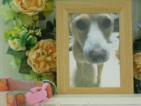 水戸市愛犬はなちゃん