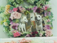 水戸市愛犬チャスちゃん