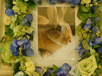 水戸市愛兎サリィちゃん