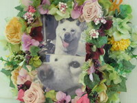 水戸市愛犬ハクリュウザンちゃん