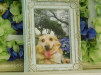 茨城町愛犬琥珀ちゃん