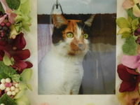 水戸市愛猫もみじちゃん