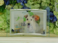 水戸市愛犬アルテミスちゃん