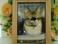 笠間市愛猫まめちゃん