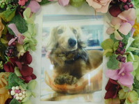 水戸市愛犬ダンクちゃん