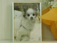 笠間市愛犬小太郎ちゃん