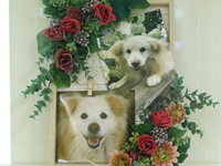 鉾田市愛犬ボブちゃん