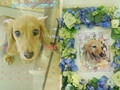 石岡市愛犬さくらちゃん