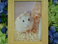 水戸市のハムスターホタルちゃん