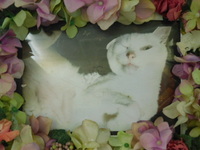 石岡市愛猫ミュウちゃん