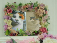 鉾田市愛猫ももちゃん