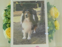 水戸市愛犬アレンちゃん