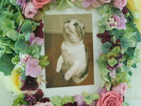 水戸市愛猫ひめちゃん