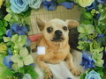 水戸市愛犬キャリーちゃん