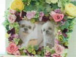 水戸市の愛犬ビッパちゃん