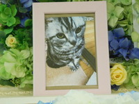 水戸市愛猫くぅさん