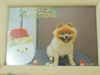 常陸太田市愛犬ココアちゃん