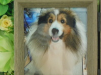 常陸太田市愛犬まろんちゃん