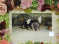 常陸大宮市愛犬小雪ちゃん