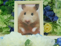 水戸市キンクマハムスターはなちゃん