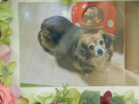 水戸市愛犬空ちゃん