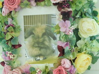 水戸市愛兎おからちゃん