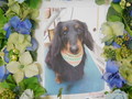 日立市愛犬デイオちゃん