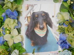 日立市愛犬デイオちゃん