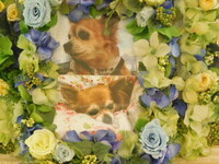 水戸市愛犬くっきーちゃん