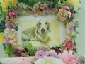 日立市愛犬レオちゃん