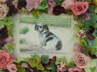 水戸市愛犬ごまちゃん