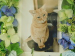 水戸市愛猫マーちゃん