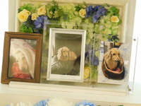 水戸市愛犬ひめちゃん