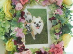 水戸市愛犬ロビンちゃん