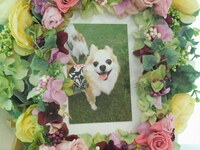 水戸市愛犬ロビンちゃん