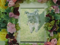 水戸市愛犬ジルちゃん