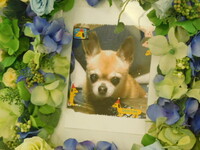 水戸市愛犬チロルちゃん