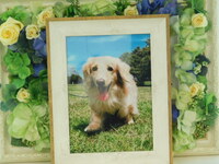 水戸市愛犬ロワちゃん