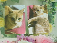 茨城町愛猫ティガーちゃん