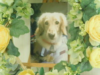 城里町愛犬ライちゃん