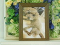 水戸市愛犬テデイちゃん