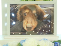 日立市愛犬チョコちゃん