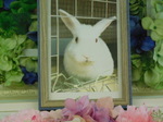 ひたちなか市愛兎ゆきおちゃん