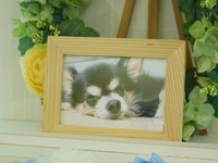 水戸市愛犬こたろうちゃん