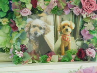 日立市愛犬テデｲちゃん