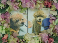 日立市愛犬夢人ちゃん