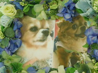 水戸市愛犬ルイちゃん