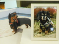 水戸市愛犬ドリーちゃん