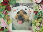 水戸市愛犬まろんちゃん