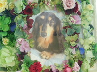 ひたちなか市愛犬マロンちゃん